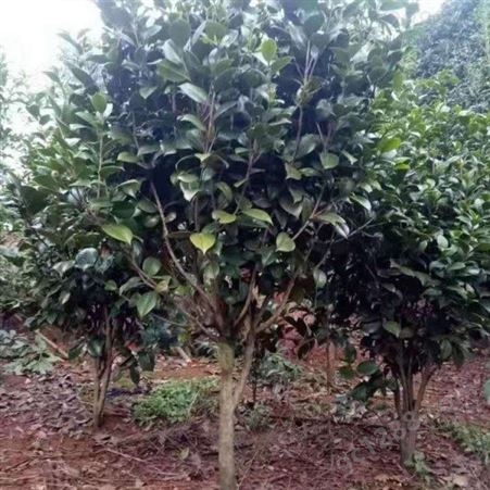 小苗2-10基地茶花树苗价格树形优美花期长茶花树品种