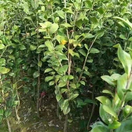 雄风园林大型茶花树 小五彩红茶花树2-10年大树 茶花的养殖基地