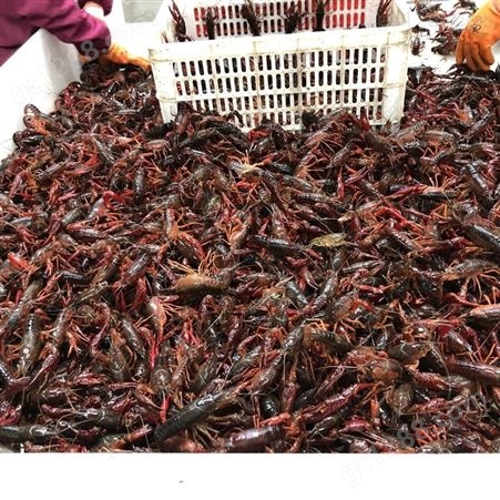 3月15号各种小青小龙虾/小红小龙虾产地出货提升 价格回归正常 老板们加紧预定
