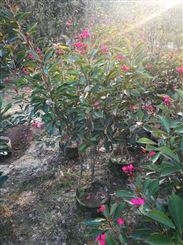 琴叶珊瑚-南洋樱-琴叶樱花期长的地被植物应用于园林景观-室内