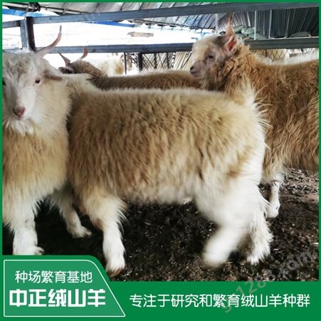 辽宁盖州养殖合作社自繁自养10-12月龄羔羊