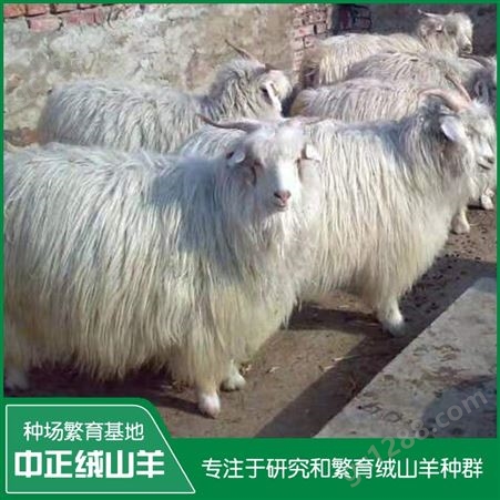 长期供应成年母羊 提供绒山羊养殖技术 扶持农村创业