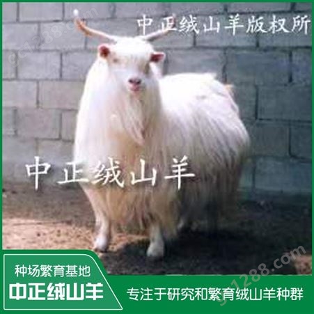 长期供应成年母羊 提供绒山羊养殖技术 扶持农村创业