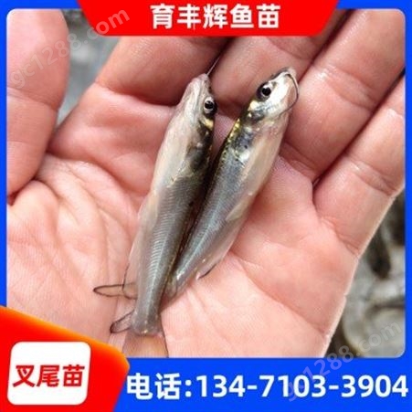 贵州叉尾鱼苗批发 斑点叉尾鮰鱼苗 5-15公分 规格齐全