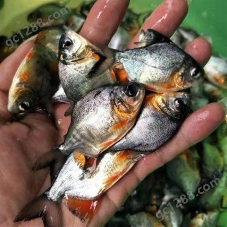 白鲳鱼苗养殖场 人工养殖淡水鲳鱼种 全国发货 育兴