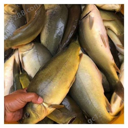 现货出售各种鱼苗 优质罗非鱼黄骨鱼 易养活
