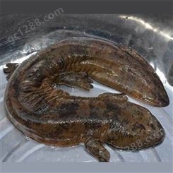 大鲵 佛山娃娃鱼出售 人工养殖的娃娃鱼 供应定制