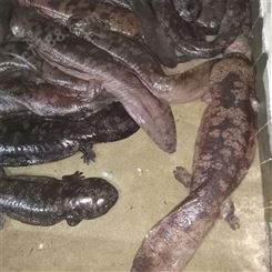 大鲵 金华人工养殖娃娃鱼一斤 外塘娃娃鱼养殖鱼苗 厂家供应