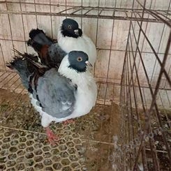 圈养改良脱温成年观赏鸽种鸽 分段饲养 技术指导