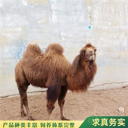 动物园成年骑乘双峰骆驼 改良骆驼苗养殖基地 温顺听话