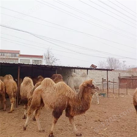 动物园成年骑乘双峰骆驼 改良骆驼苗养殖基地 温顺听话