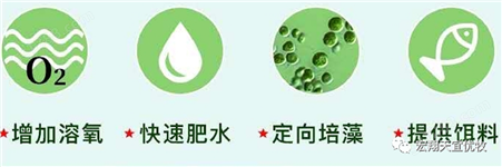 小球藻藻种浓缩复合藻种肥水培藻增氧水产养殖调水硅藻藻卵囊藻种