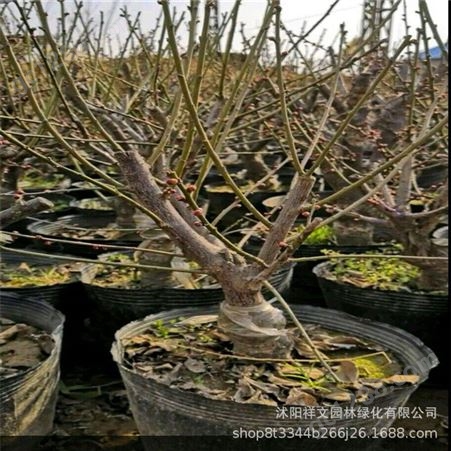 苗圃出售2年生红梅盆景 工程绿化红梅苗子 规格齐全 量大优惠
