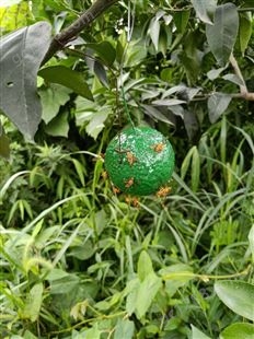 诱蝇球 瓜果蝇粘胶板 大小实蝇引诱剂，绿色环保