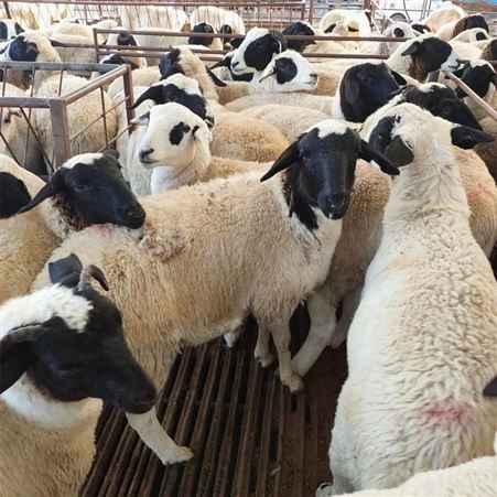 农家养殖杜寒羊 杂交改良品种 体型大生长速度快 育肥好养